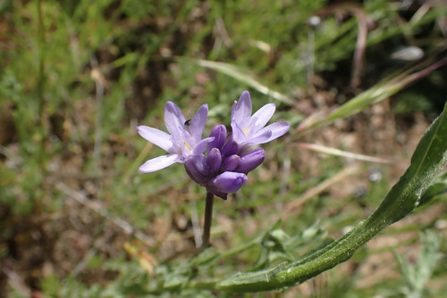 iNaturalist observation photo of Ookow
