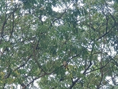 Pycnonotus aurigaster