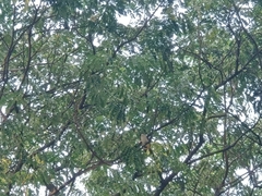 Pycnonotus aurigaster