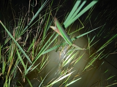 Tenodera superstitiosa