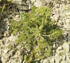 Zosima absinthifolia