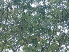 Pycnonotus aurigaster