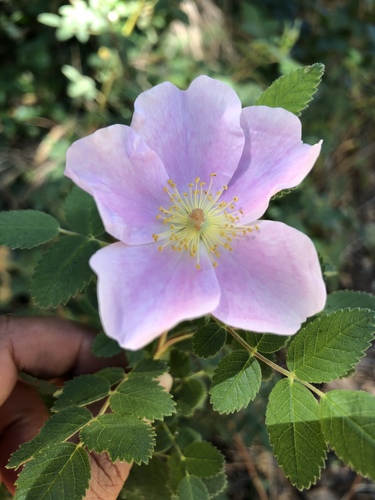 iNaturalist observation photo of California Wild Rose