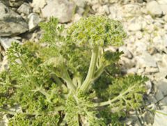 Zosima absinthifolia