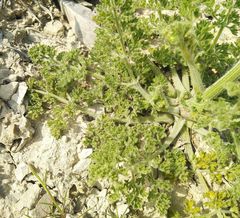 Zosima absinthifolia
