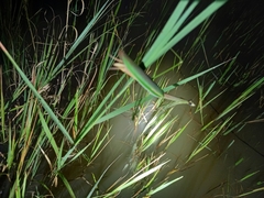 Tenodera superstitiosa