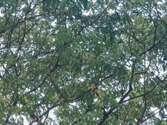 Pycnonotus aurigaster