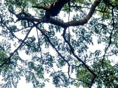 Pycnonotus aurigaster