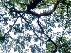 Pycnonotus aurigaster