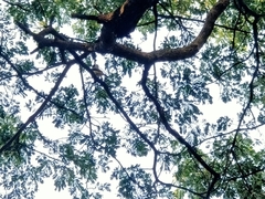 Pycnonotus aurigaster