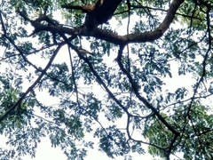 Pycnonotus aurigaster