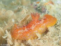 Plocamopherus maderae