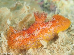 Plocamopherus maderae