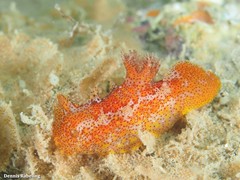 Plocamopherus maderae