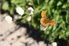 Boloria epithore