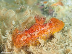 Plocamopherus maderae