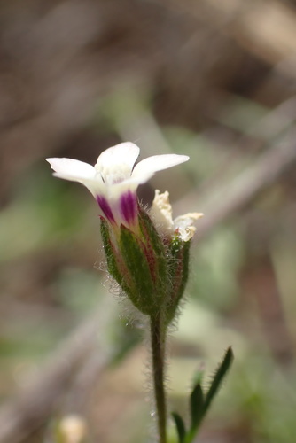 iNaturalist observation photo of purplespot gilia