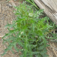 Cirsium engelmannii