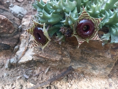 Huernia zebrina