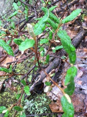 Shepherdia canadensis