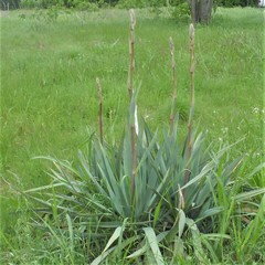 Yucca pallida