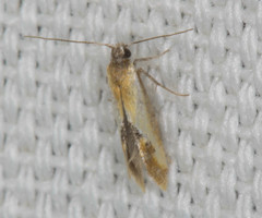Batia lunaris