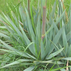 Yucca pallida