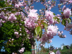 Prunus × lannesiana
