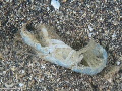Upogebia