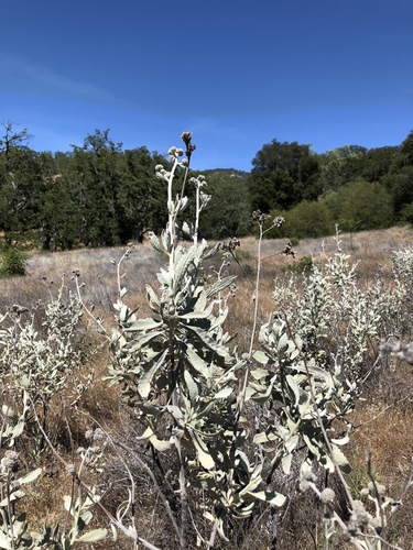 iNaturalist observation photo of Woolly Yerba Santa