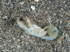 Upogebia