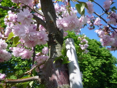 Prunus × lannesiana
