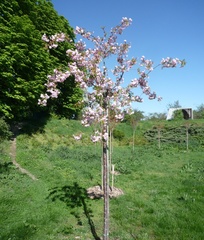 Prunus × lannesiana