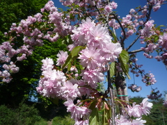 Prunus × lannesiana