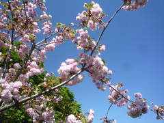 Prunus × lannesiana