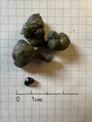 Zanthoxylum melanostictum