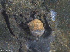 Tectarius striatus