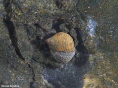 Tectarius striatus