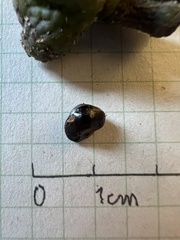 Zanthoxylum melanostictum