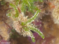Caulerpa webbiana