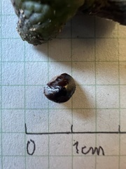 Zanthoxylum melanostictum