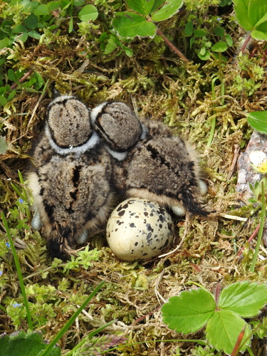 Killdeer, Tillamook, OR 97141, USA, photo 9 of 10