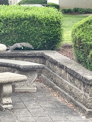 Sciurus carolinensis