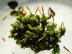 Ulota intermedia
