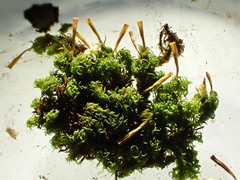 Ulota intermedia
