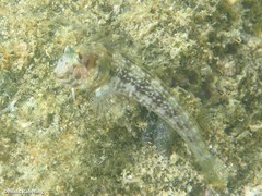Parablennius goreensis