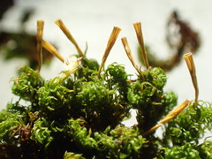 Ulota intermedia