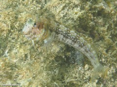 Parablennius goreensis