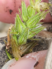 Glandularia tumidula