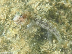 Parablennius goreensis